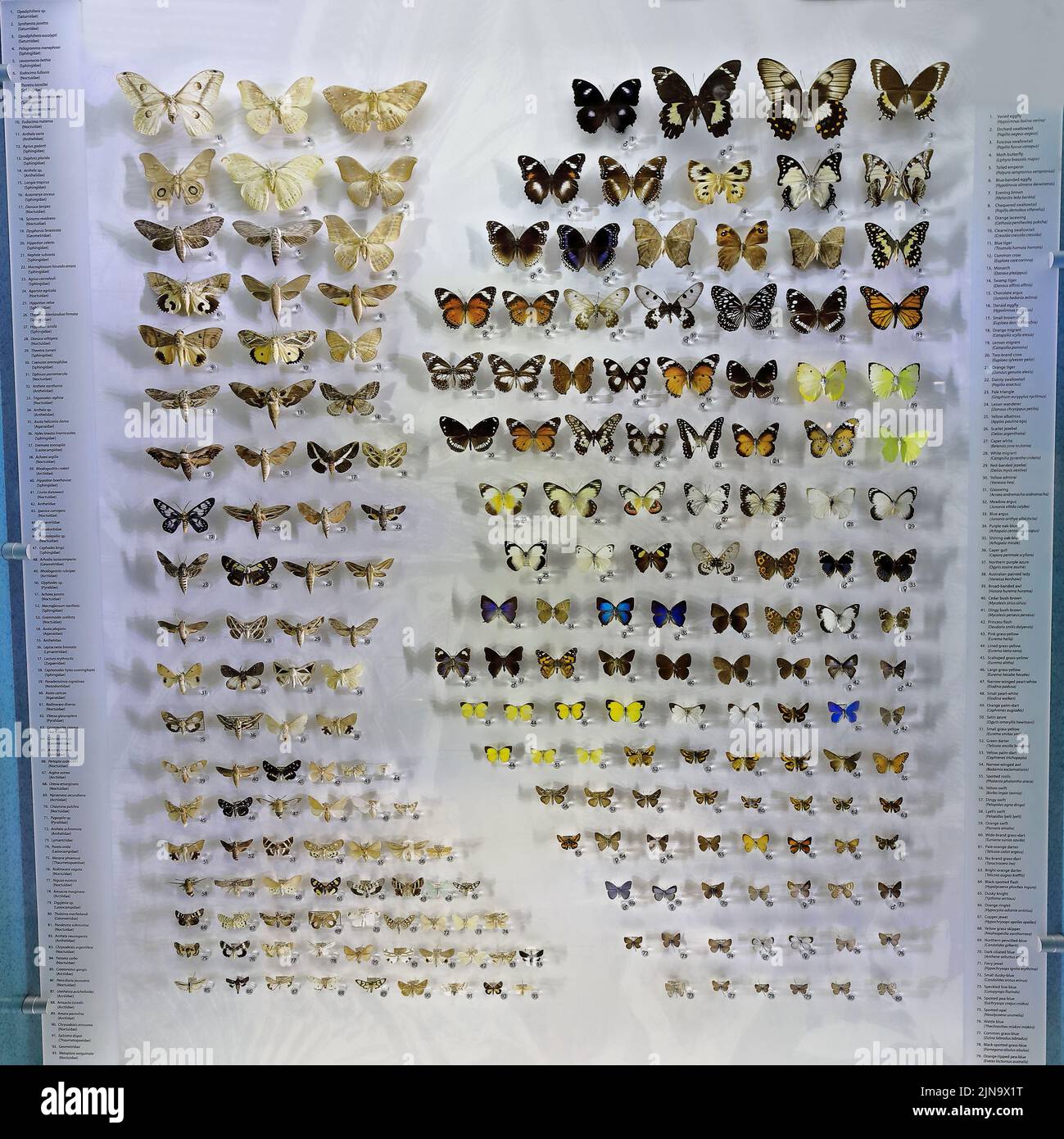 139 juego de mariposas y polillas clavadas en un cajón de especímenes. Darwin-Australia. Foto de stock