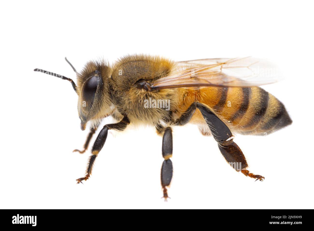 Insectos de europa - Abejas: Vista lateral macro de la abeja melífera europea ( Apis mellifera) aislada sobre fondo blanco - de izquierda a derecha Foto de stock