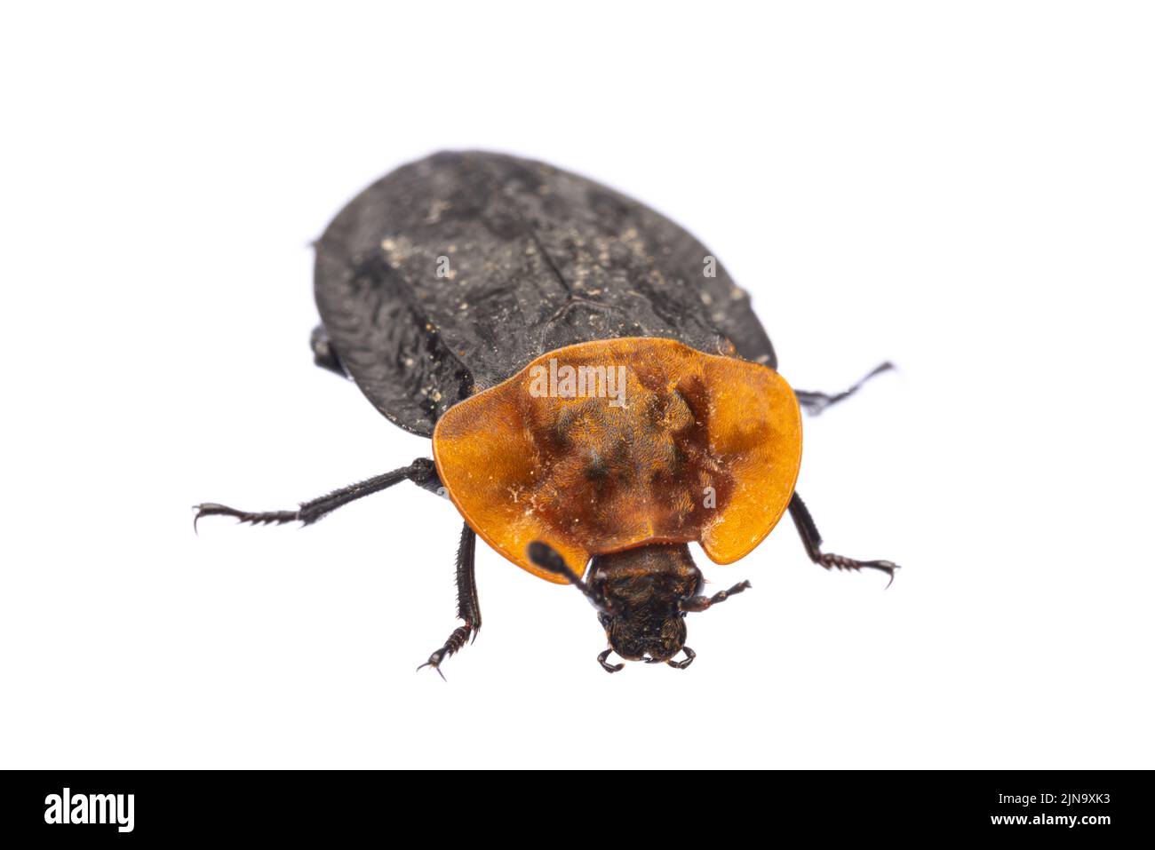 Insectos de europa - Escarabajos: Vista frontal del escarabajo carrión de pecho rojo ( Oiceoptoma thoracicum german Rothalsige Silphe ) aislado sobre fondo blanco Foto de stock