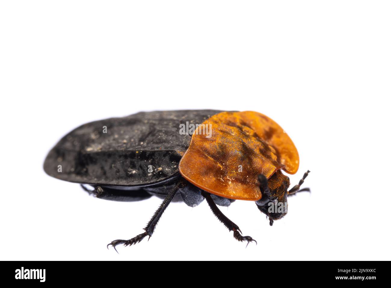 Insectos de europa - escarabajos: Vista lateral macro de escarabajo de pecho rojo ( Oiceoptoma thoracicum german Rothalsige Silphe ) aislado en la espalda blanca Foto de stock