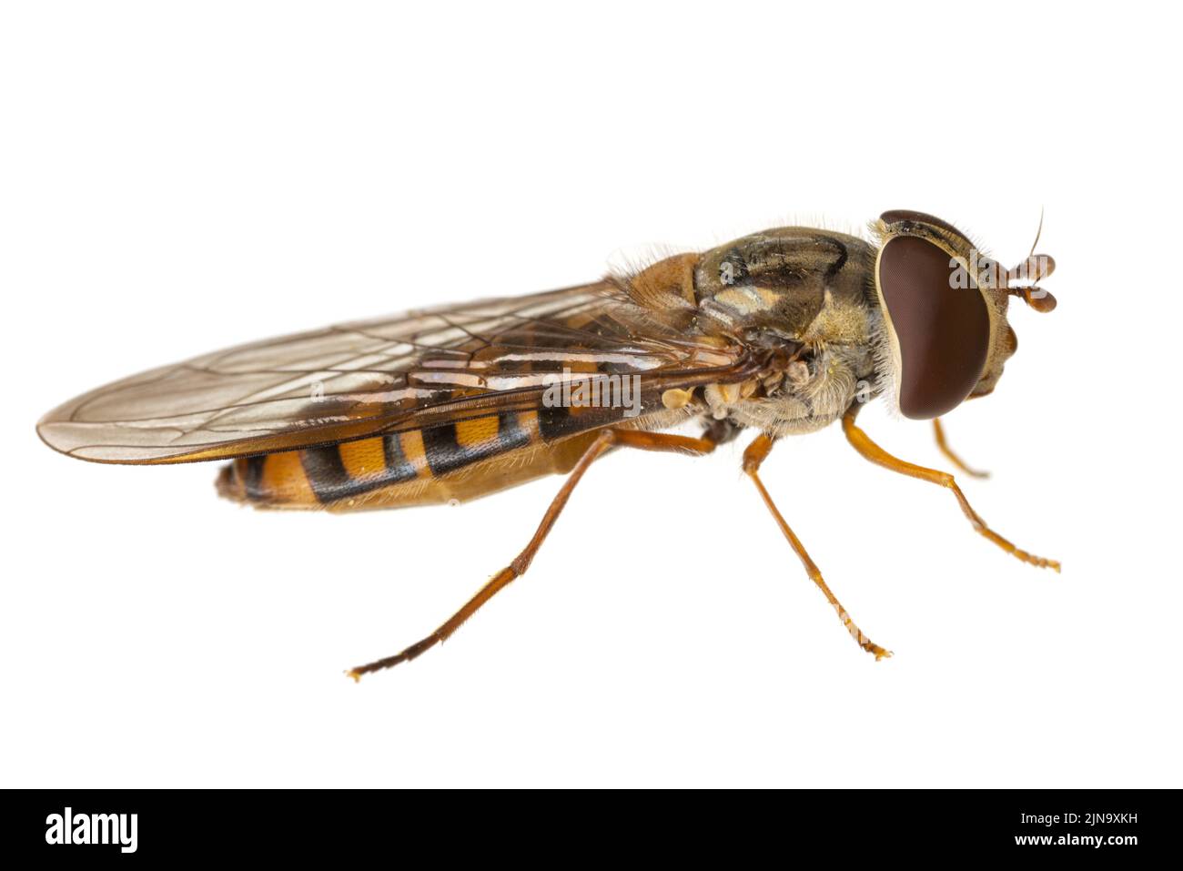 Insectos de europa - moscas: Macro de la mosca Episyrphus balteatus ( marmalade hoverfly alemán Hainschwebfliege ) Aislada sobre fondo blanco - lado v Foto de stock