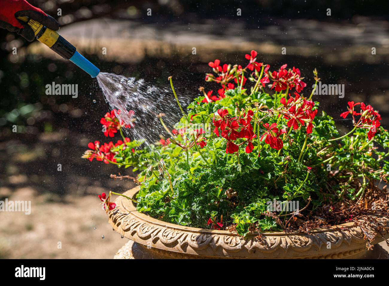 10 Agosto 2022: Planta de begonia de riego con boquilla de manguera de agua de jardín, Londres, Reino Unido Foto de stock
