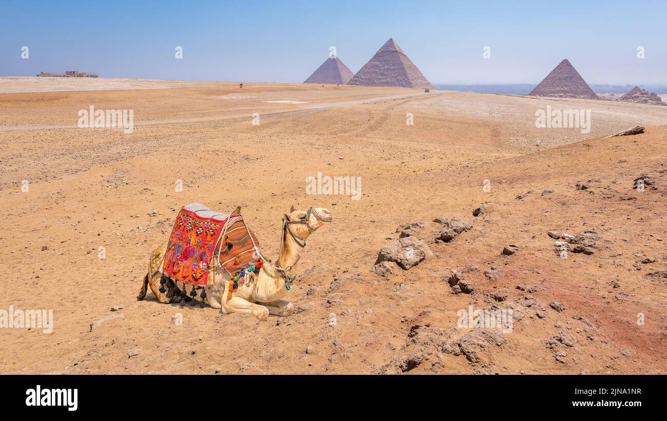 Un camello con vistas a las pirámides de Giza, Egipto Foto de stock