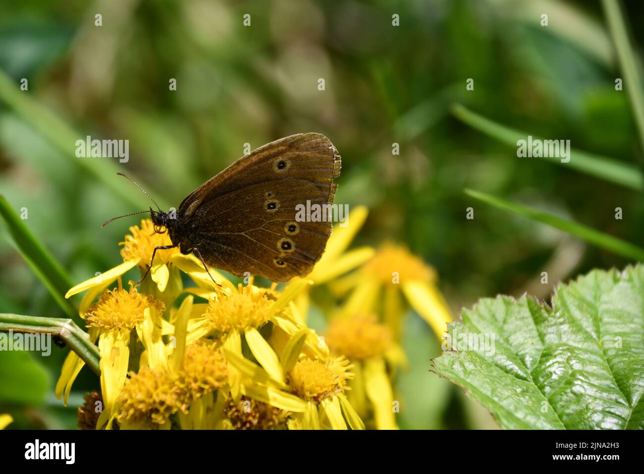 Mariposa en una flor, Kilkenny, Irlanda Foto de stock