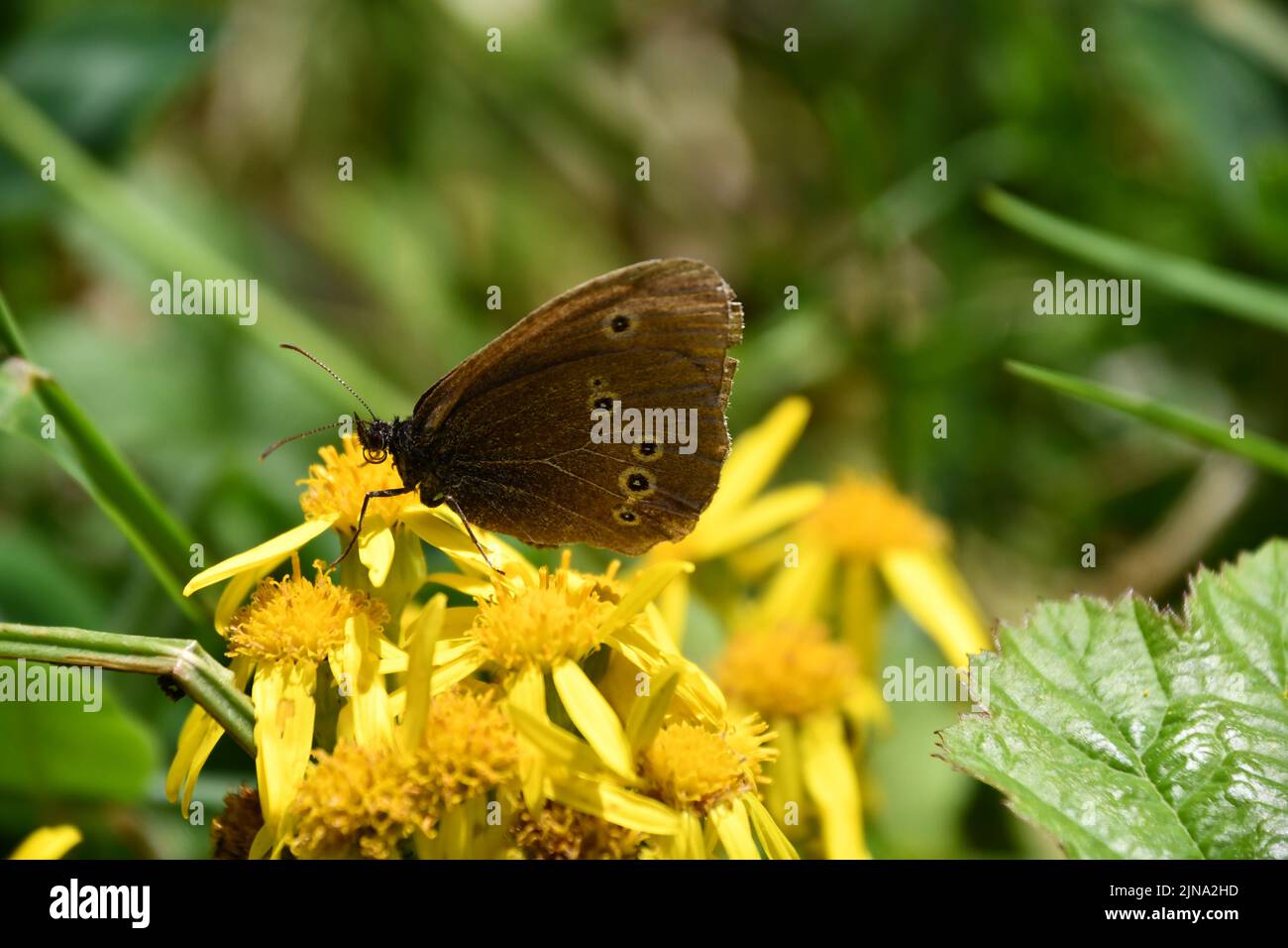 Mariposa en una flor, Kilkenny, Irlanda Foto de stock