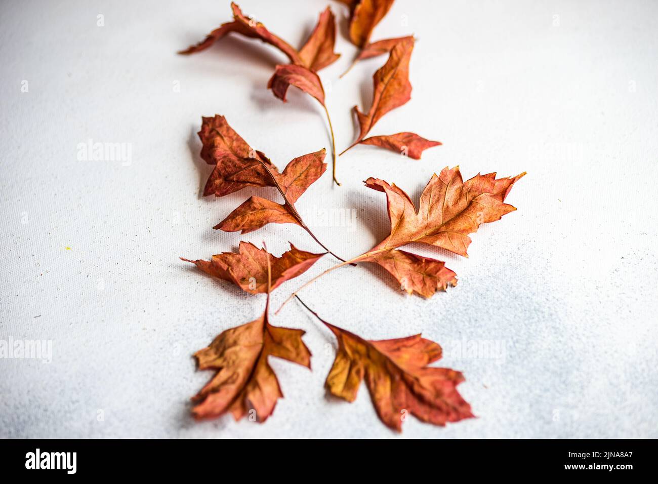 Puesta plana con hojas otoñales secas en colores neutros Foto de stock