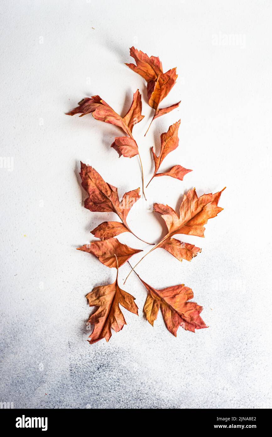 Puesta plana con hojas otoñales secas en colores neutros Foto de stock