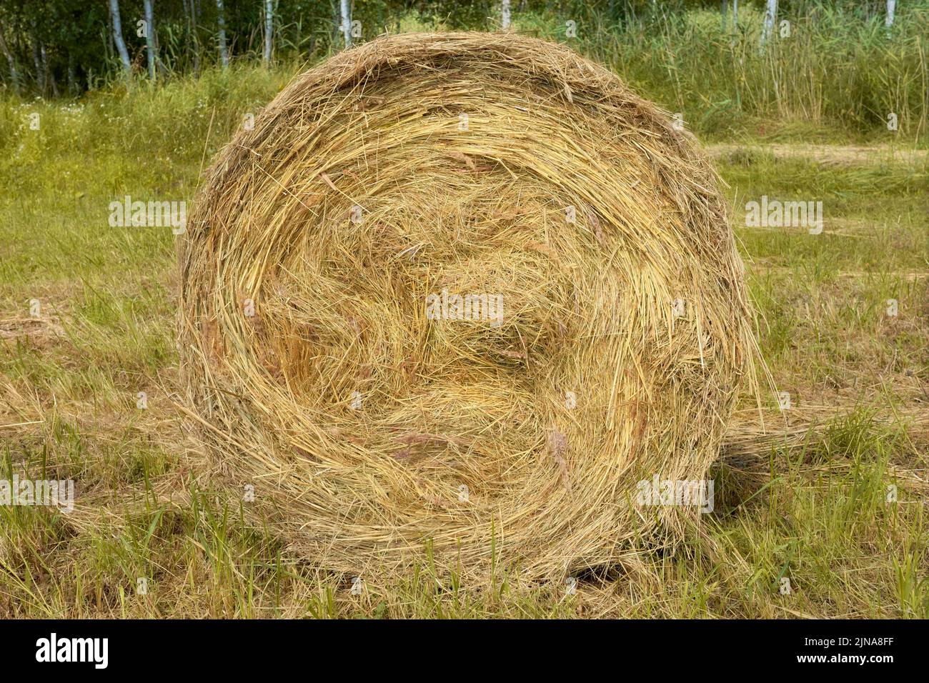 Imagen de cerca de un fardo de heno en un campo, enfoque selectivo. Foto de stock