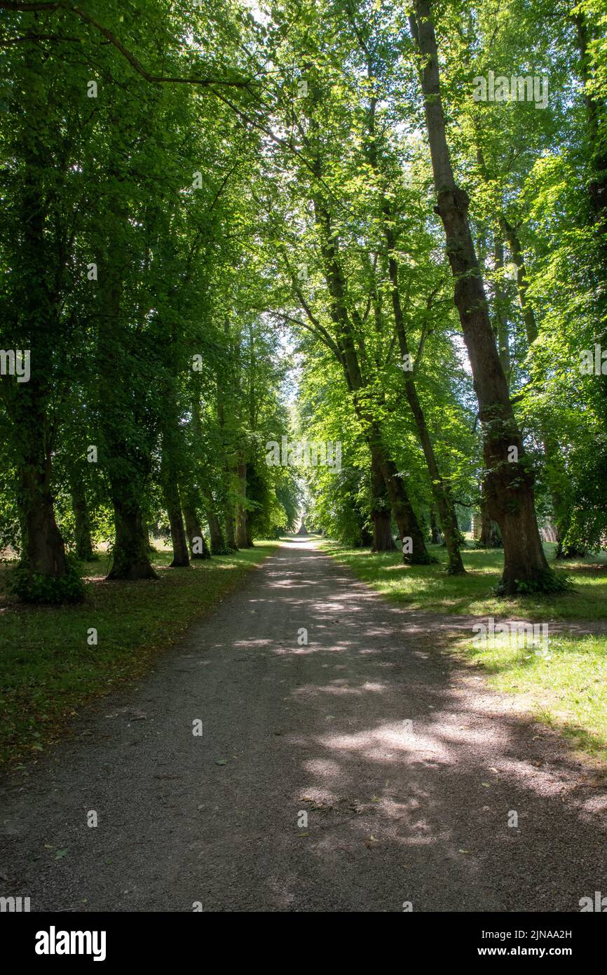 Avenue of Trees en Castle Howard en North Yorkshire Foto de stock
