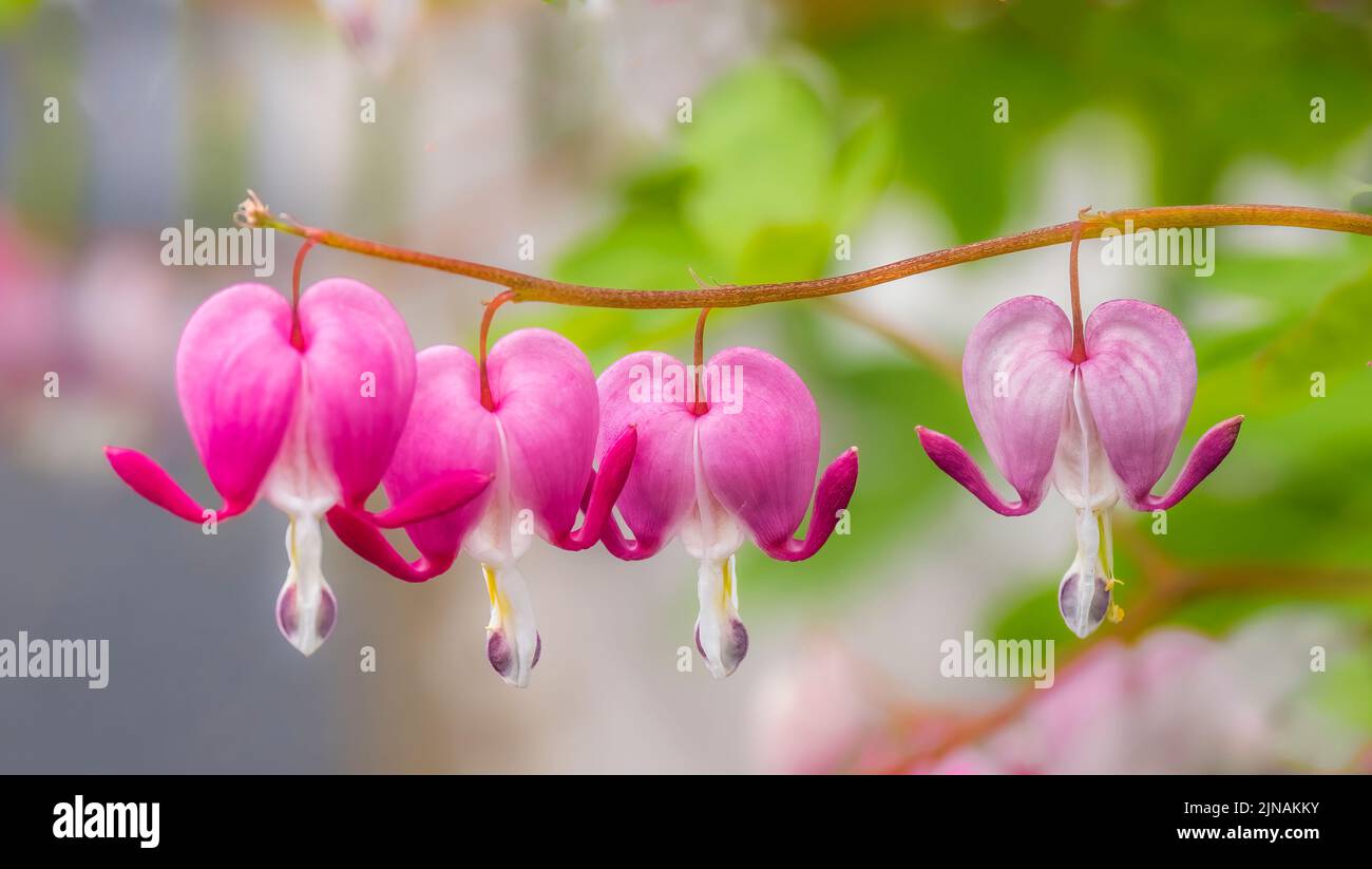 Primer plano de la flor asiática del corazón sangrante Foto de stock