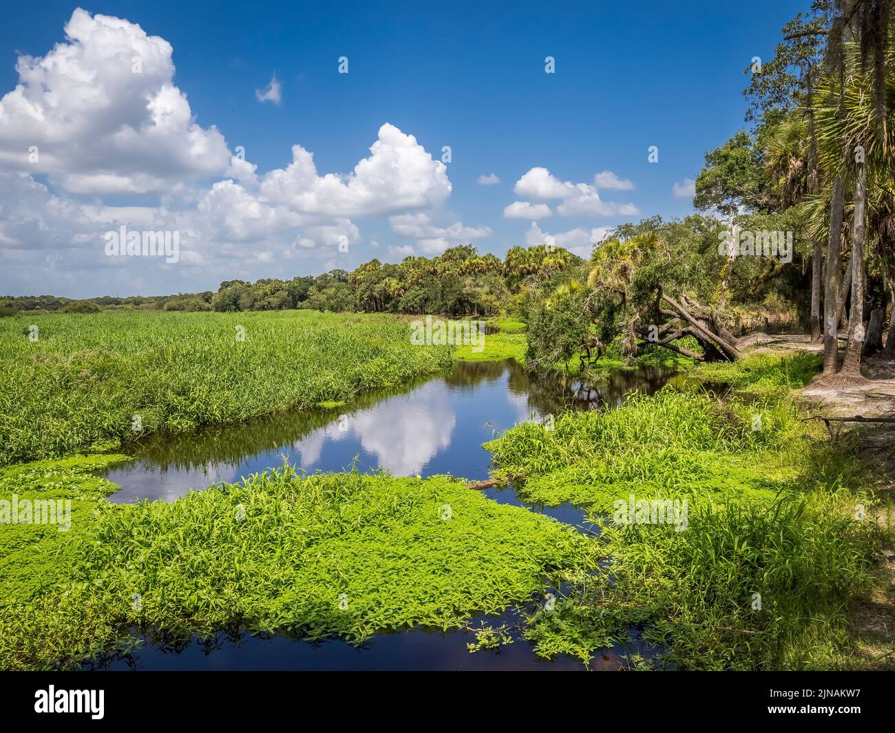 Río Myakka en el Parque Estatal del Río Myakka en Sarsota, Florida, EE.UU Foto de stock