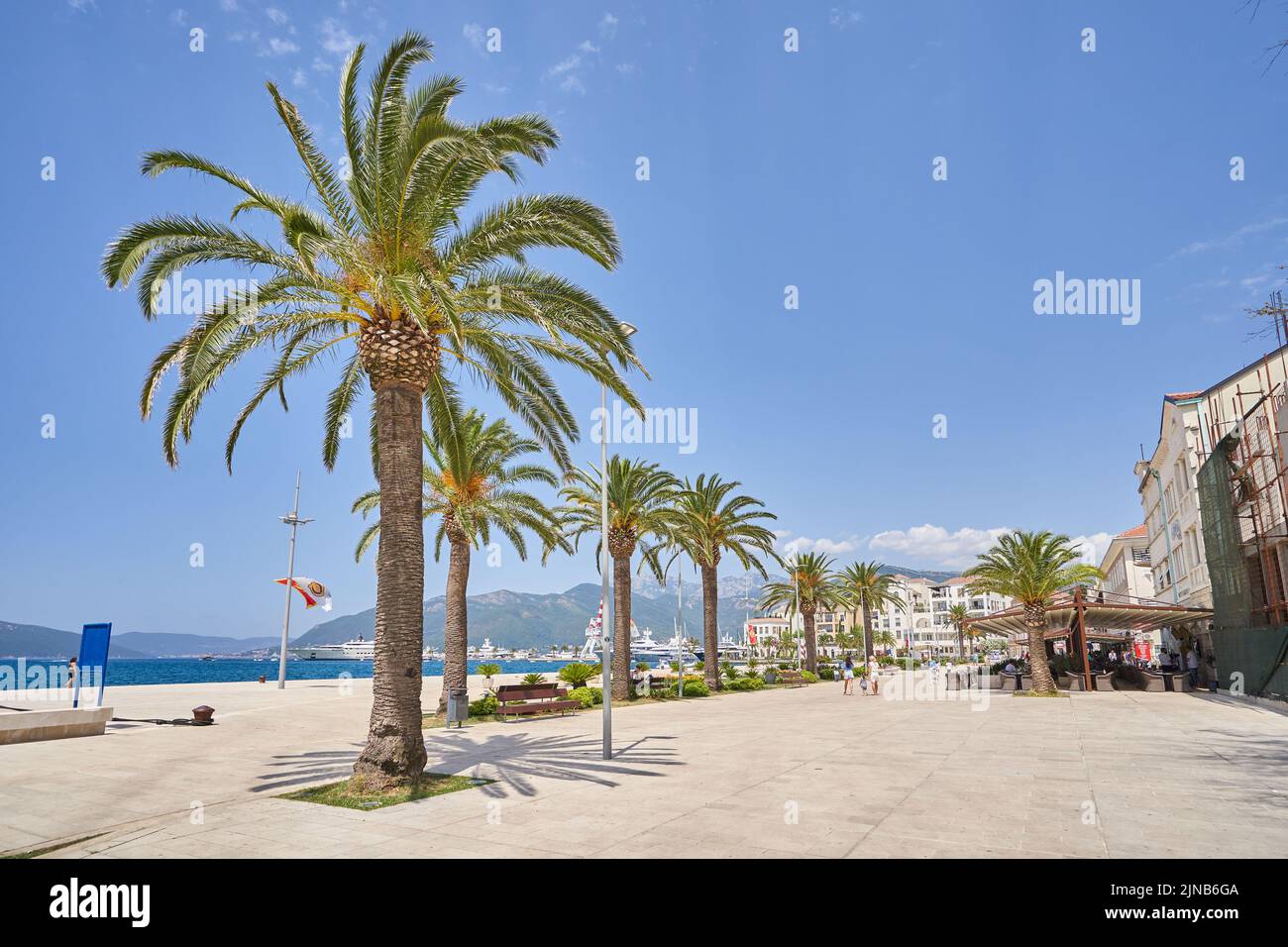 Paseo de pinos y palmeras en día soleado Foto de stock