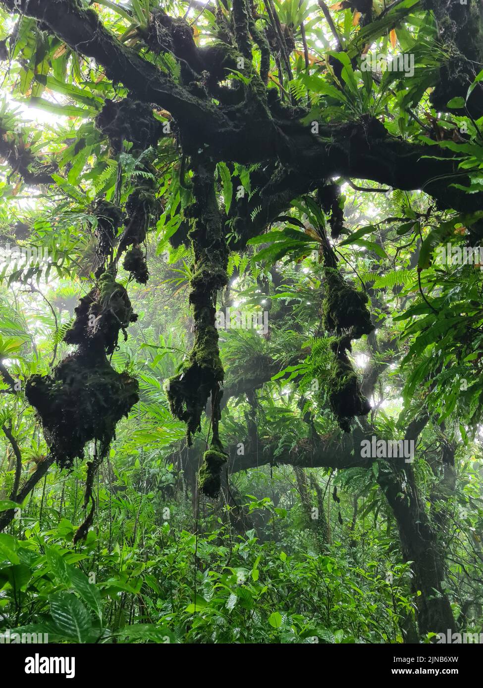 Rama de Liana en la selva tropical. Fondo natural tropical verde Foto de stock