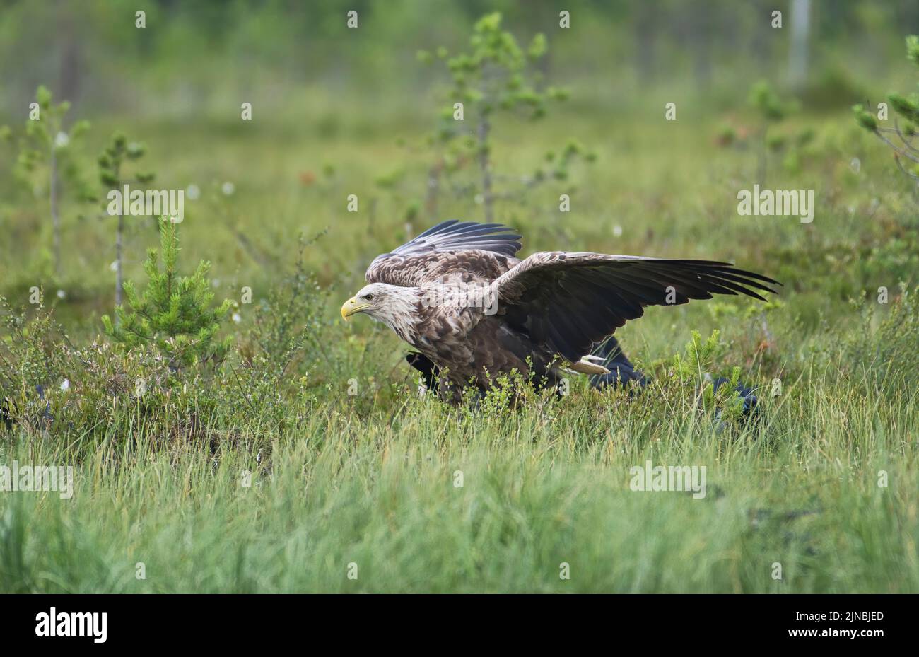 El águila de cola blanca (Haliaeetus albicilla) guardia sobre los alimentos, que está tratando de proteger del cuervo y cuervos locales Foto de stock