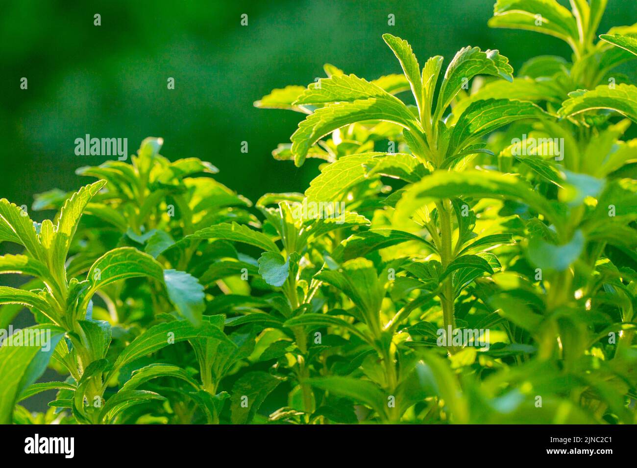 Stevia.Organic endulzante natural.Plantas de estevia.Twig verde de estevia.Endulzante vegetal de baja caloría alternativo Foto de stock