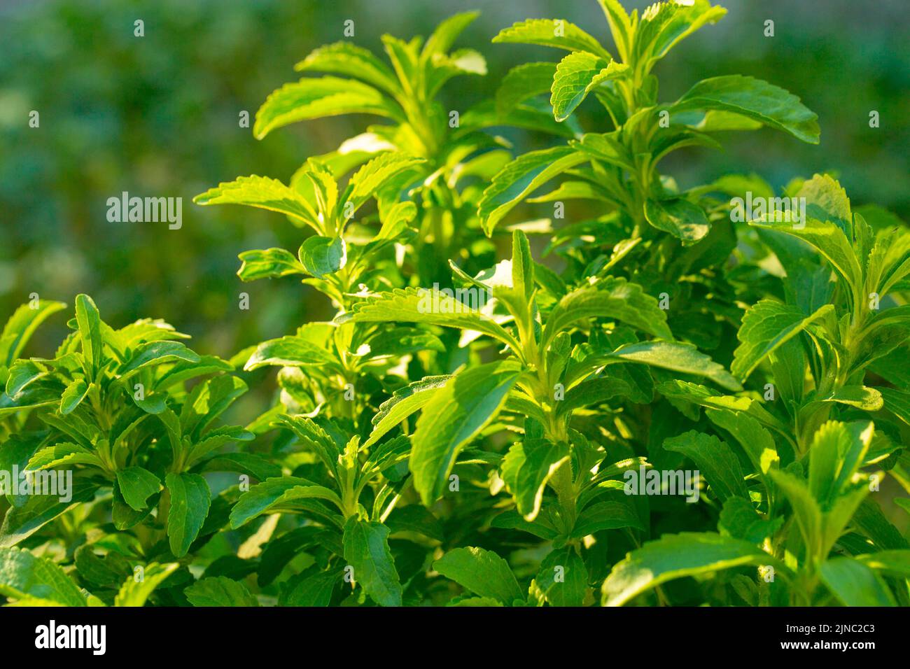 Stevia en los rayos del sol brillante.Stevia verde primer plano en jardín borroso background.Organic natural edulcorante.Stevia plantas.Stevia ramita verde Foto de stock