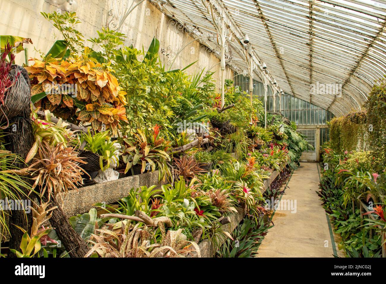 Dentro de Palm House, Jardines Botánicos, Belfast, Irlanda del Norte Foto de stock