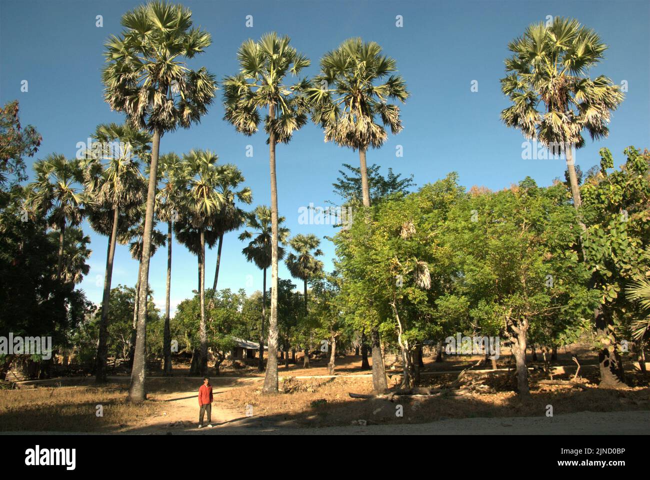 Un aldeano es fotografiado frente a árboles de clima seco, incluyendo la palmera de azúcar (Borassus flabellifer), que es valiosa para los habitantes de la isla Rote, en Nusa Tenggara Oriental, Indonesia. Foto de stock