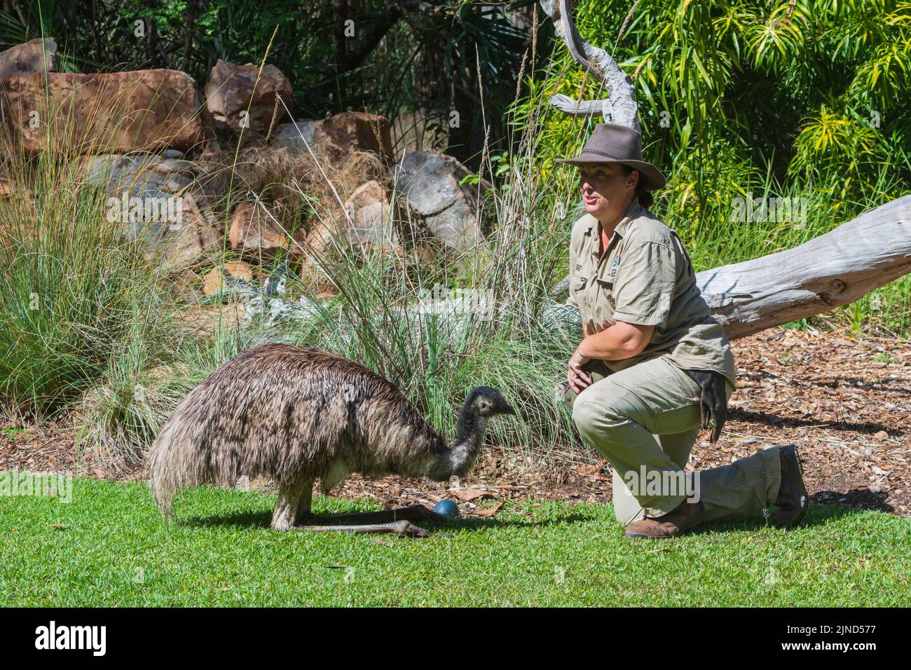 Cuidadora de animales con un emú y un huevo falso emú, Parque del Territorio de la Vida Silvestre, Darwin, Territorio del Norte, Territorio del Norte, Territorio del Norte, Australia. Condiciones controladas. Foto de stock