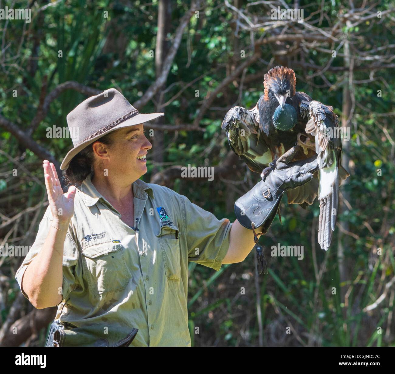 Zookeeper hembra sosteniendo un buzzard de pecho negro (Hamirostra melanosternon) con un falso huevo azul emú, Wildlife Territory Park, Darwin, Northern Terri Foto de stock