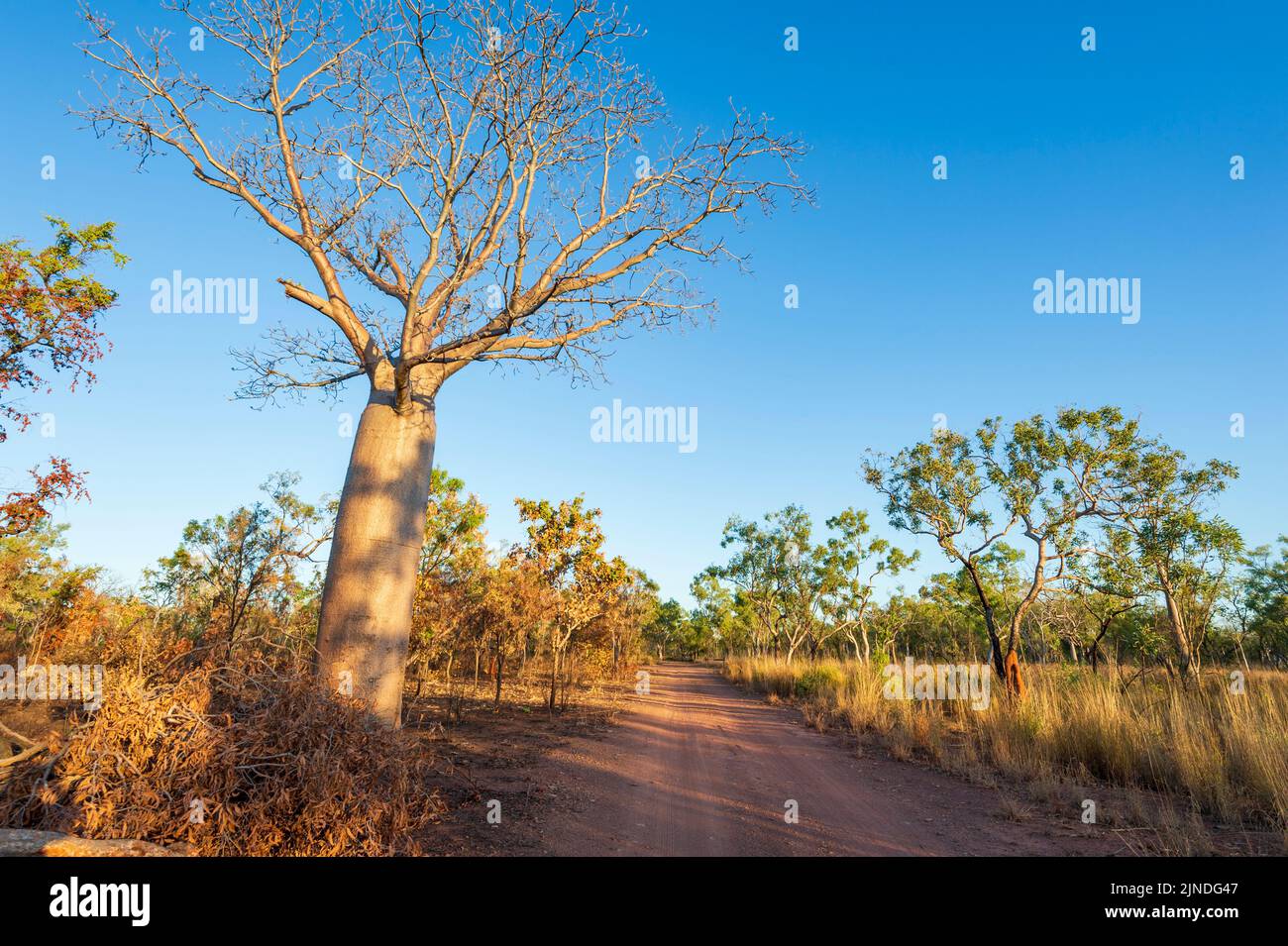 Boab y sabana a la luz de la tarde en el Parque Nacional Judbarra/Gregory, Territorio del Norte, Territorio del Norte, Australia Foto de stock