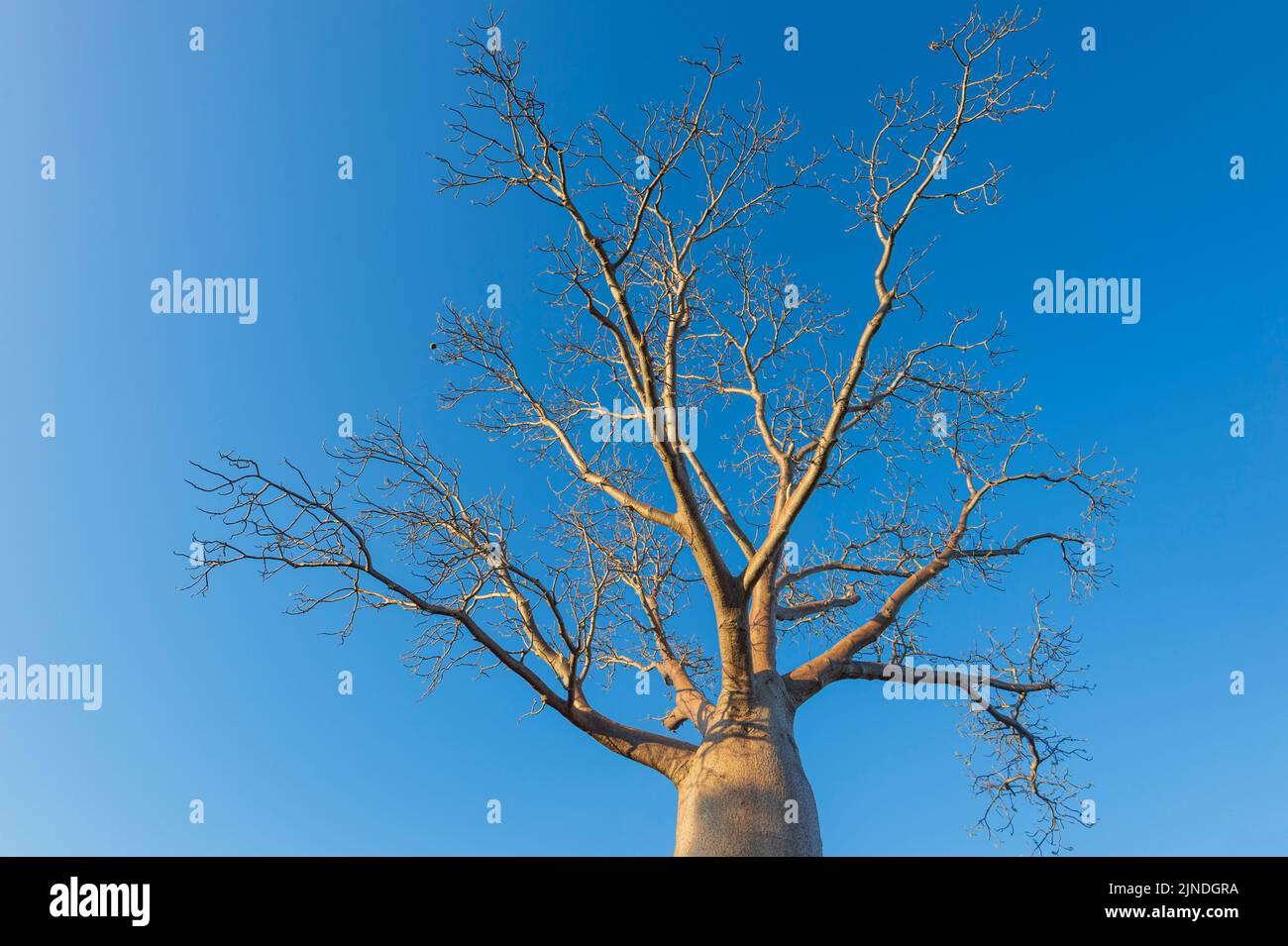 Canino sin hojas (Adansonia gregorii) contra un cielo azul, Parque Nacional Judbarra/Gregory, Territorio del Norte, Territorio del Norte, Australia Foto de stock