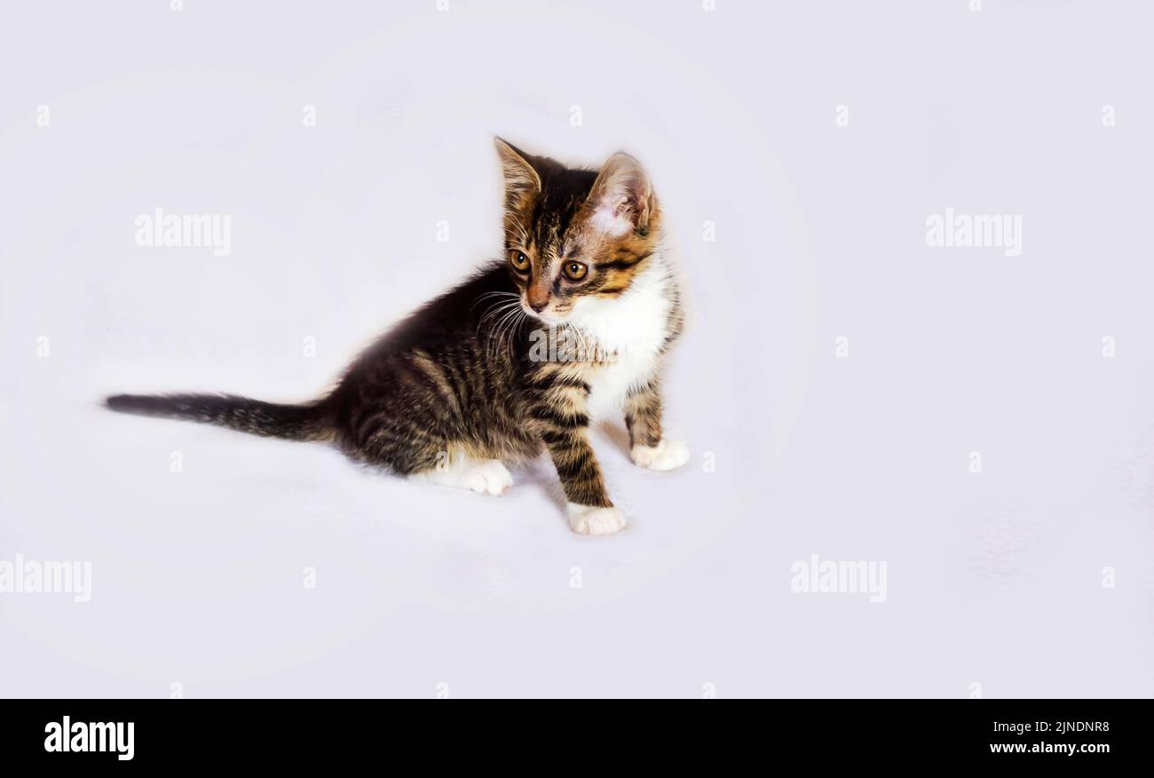 Hermoso gatito gris a rayas sobre un fondo blanco Foto de stock
