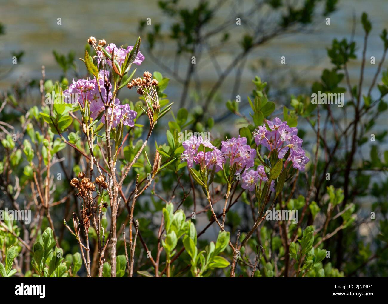 Laurel alpino (Kalmia microphylla) creciendo junto a un lago de montaña en la cima de las Cascadas de Oregón Foto de stock