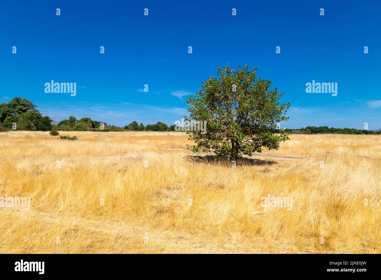9 de agosto de 2022, Londres, Reino Unido - Grass seco y amarillo en Wanstead Flats después de una serie de altas temperaturas y olas de calor Foto de stock