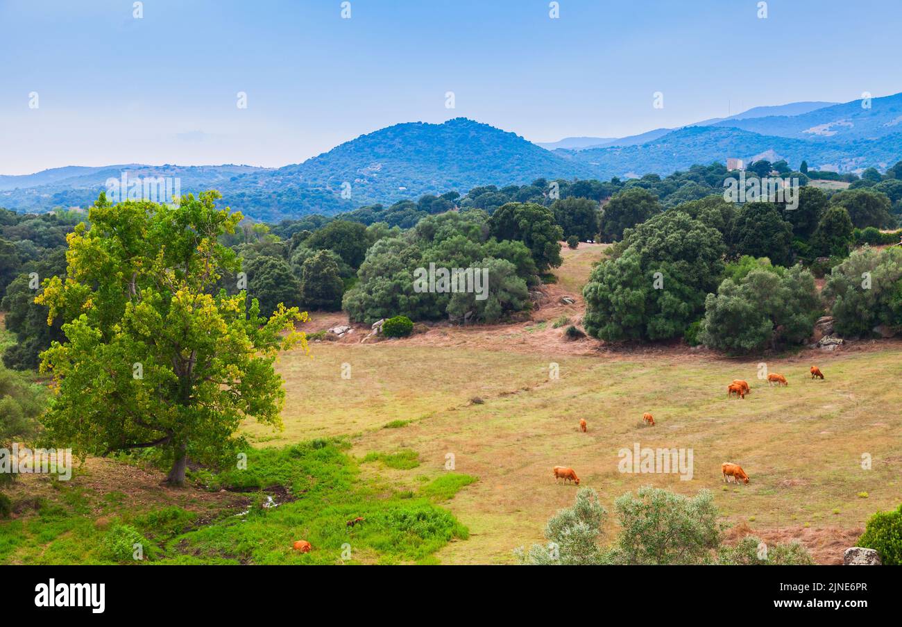 Paisaje de verano con vacas. Filitosa, Córcega, Francia Foto de stock