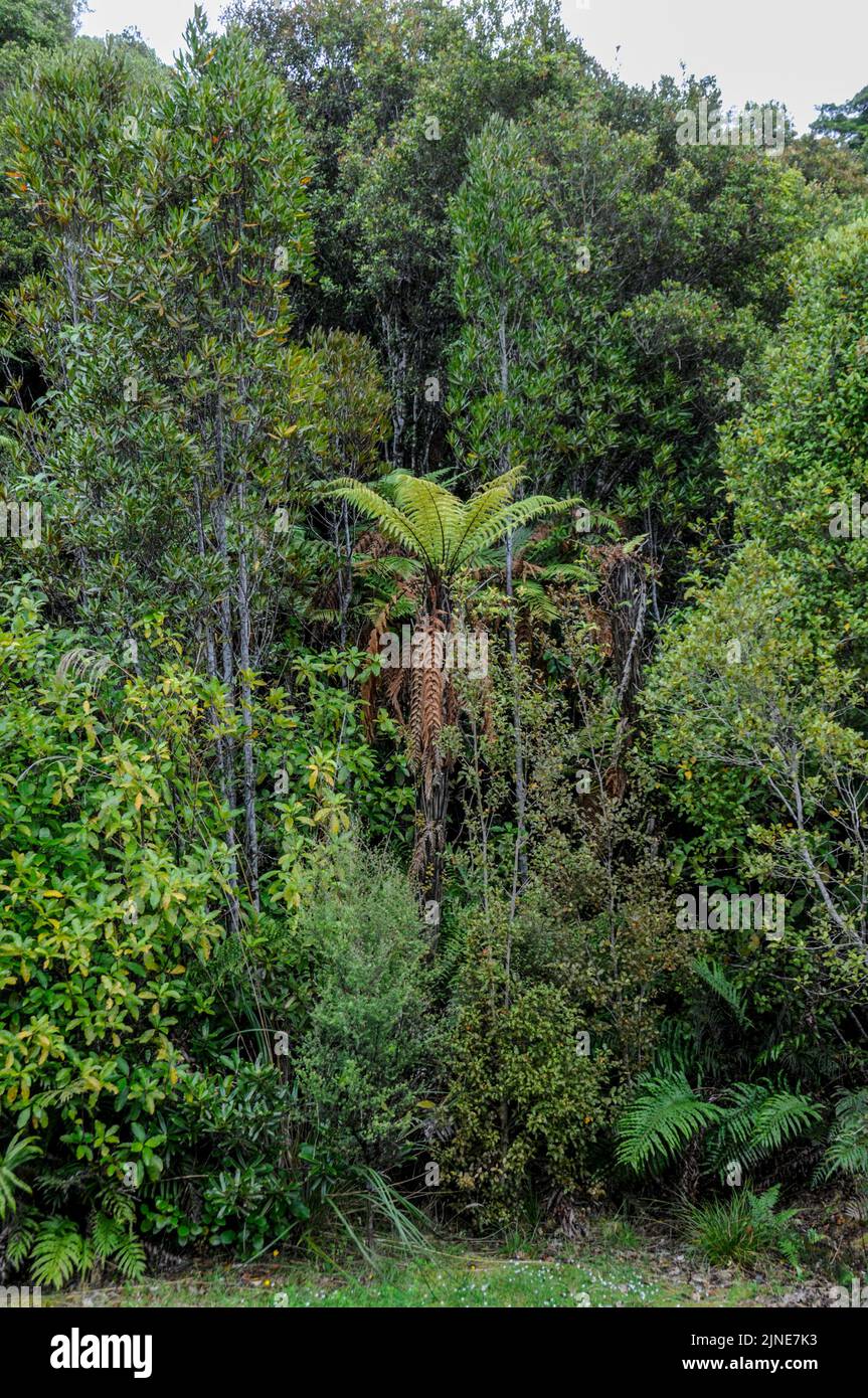 Vegetación espesa en la selva tropical en la costa oeste de la Isla Sur en Nueva Zelanda Foto de stock