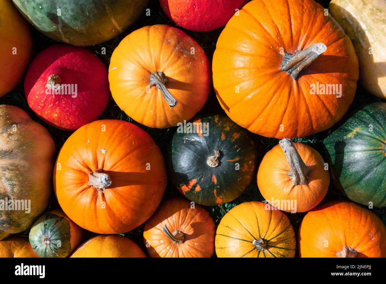 Diferentes tipos de colores de calabazas primer plano. Fiesta de Halloween y otoño de fondo Foto de stock