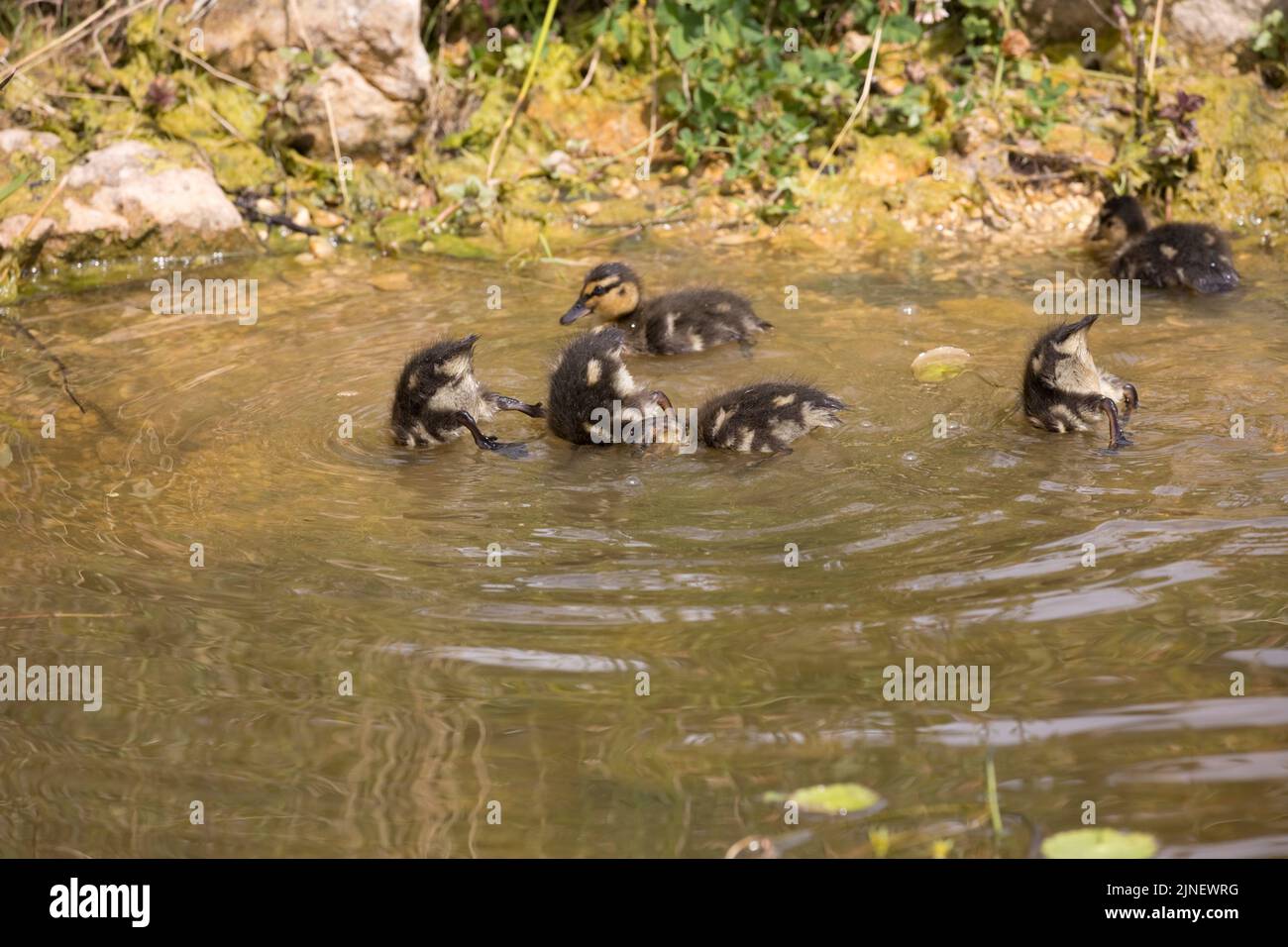Mallard ducklings Anas platyrhynchos nadar en el estanque Cotswolds Reino Unido Foto de stock