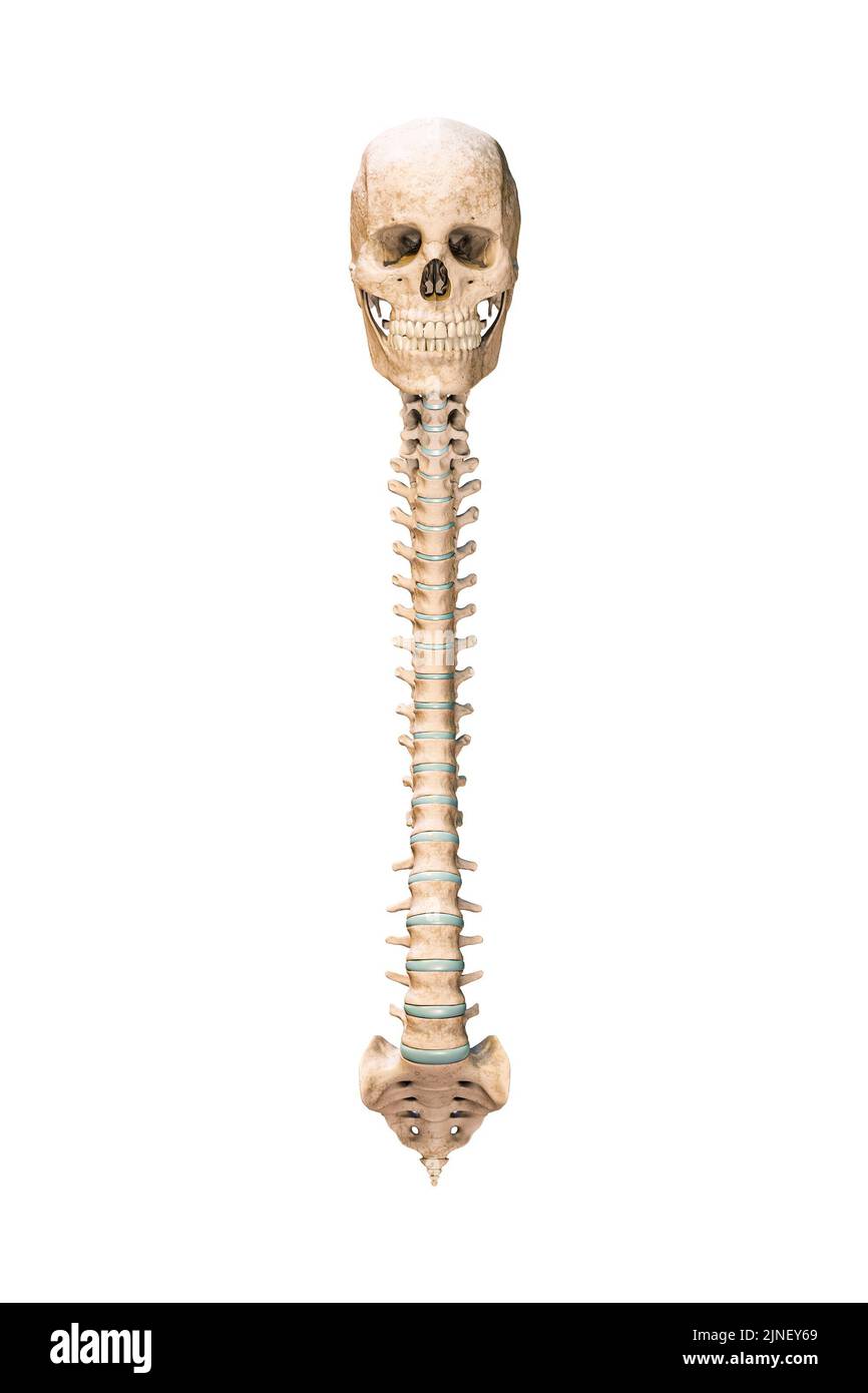 Vista frontal o anterior precisa de los huesos de la columna vertebral humana con el cráneo aislado sobre fondo blanco 3D ilustración de representación. Gráfico anatómico en blanco. Anatom Foto de stock