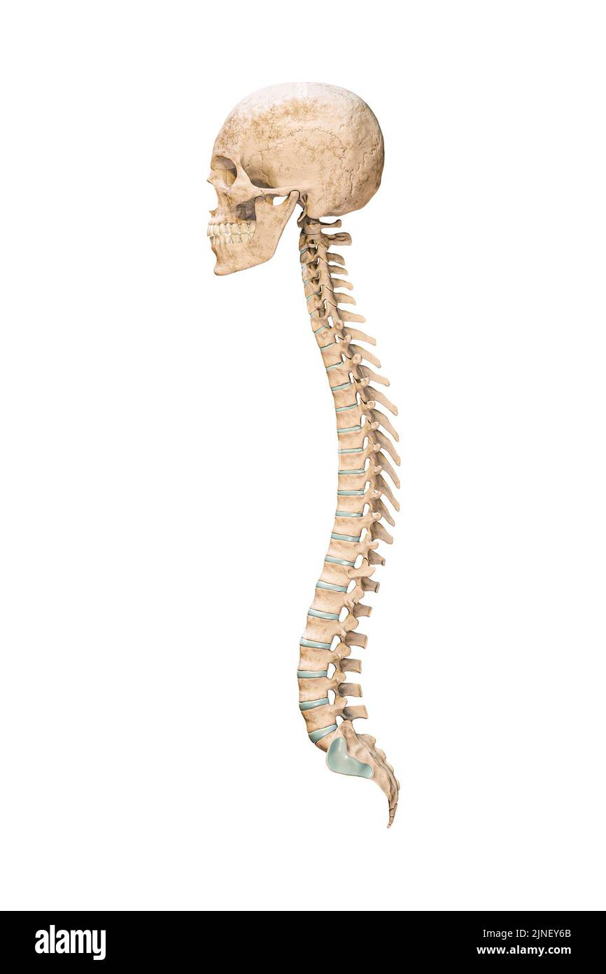 Vista lateral precisa o de perfil de los huesos de la columna vertebral humana con cráneo aislado sobre fondo blanco 3D ilustración de representación. Gráfico anatómico en blanco. Anato Foto de stock