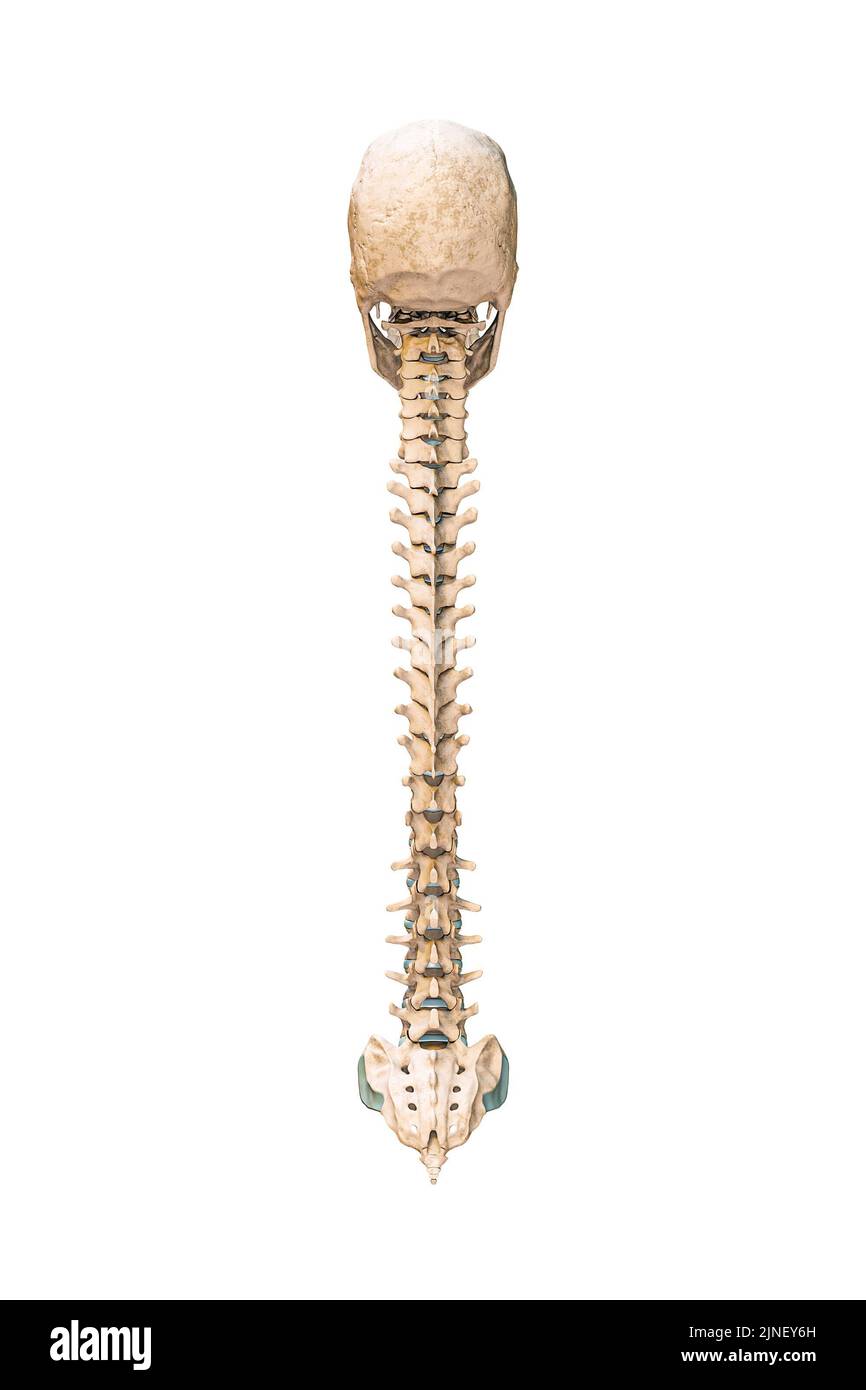 Vista posterior o posterior precisa de los huesos de la columna vertebral humana con el cráneo aislado sobre fondo blanco 3D ilustración de representación. Gráfico anatómico en blanco. Anatom Foto de stock