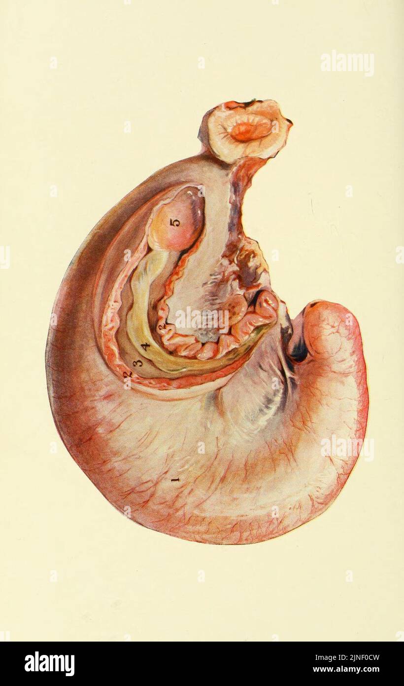 Las enfermedades de los órganos genitales de los animales domésticos Foto de stock