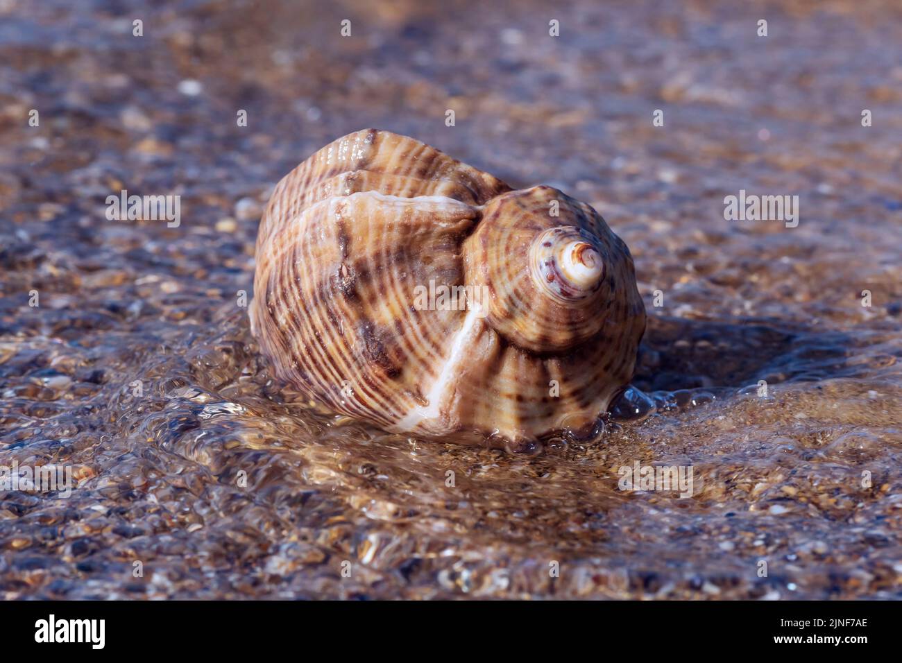 primer plano de la concha tumbada sobre la arena en las olas del mar Foto de stock