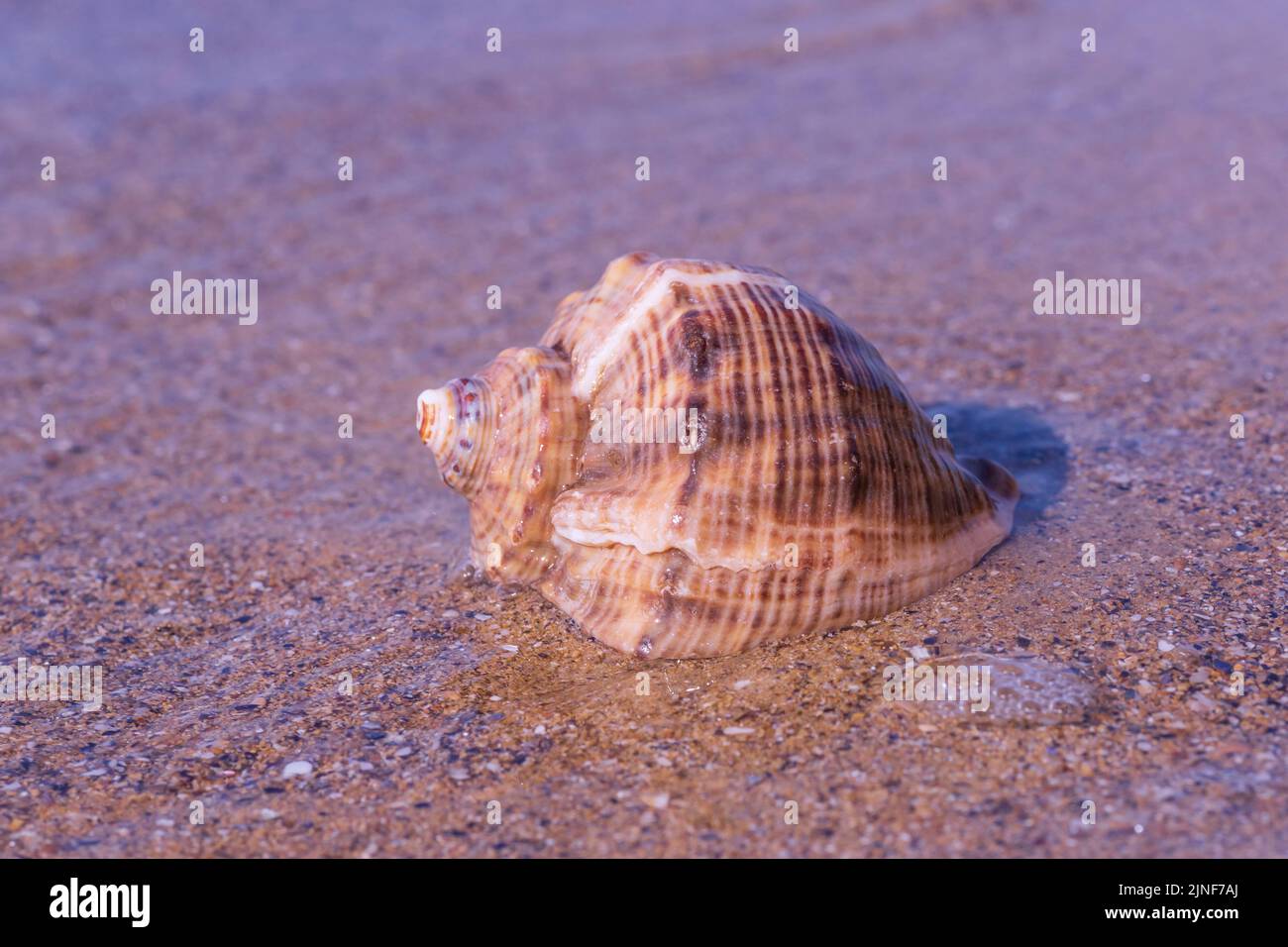 primer plano de la concha de mar sobre la arena en la costa del mar Foto de stock