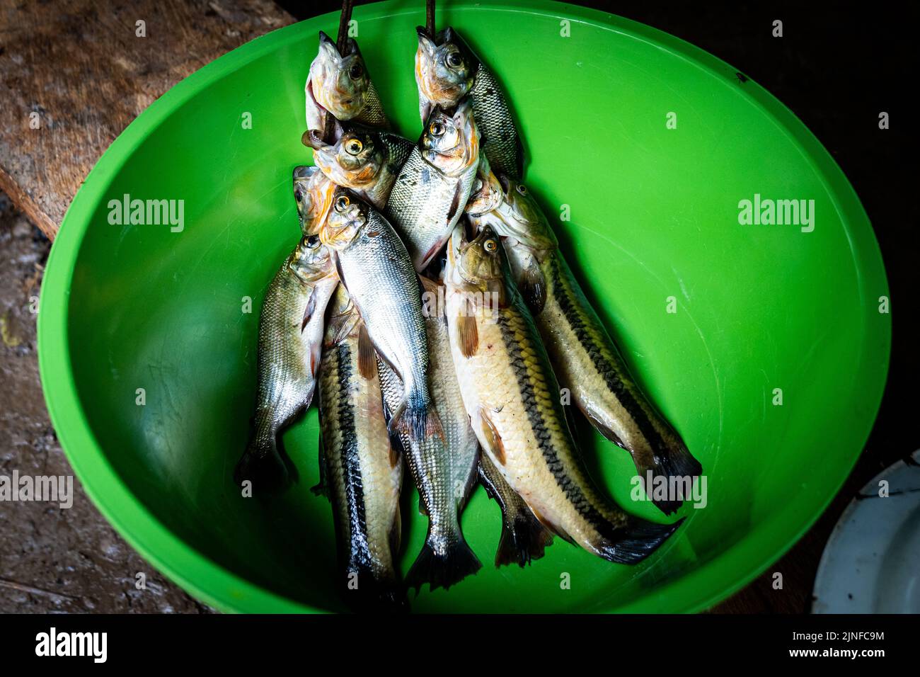 El pescado fresco de la Amazonía es un alimento básico del pueblo Ribereno de la Amazonía peruana Foto de stock