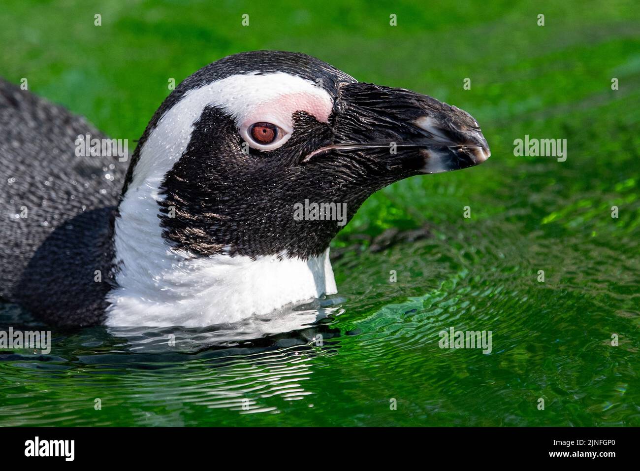 El pingüino africano (Spheniscus demersus) es visto en Safari Park Dvur Kralove, República Checa, el 11 de agosto de 2022. (CTK Photo/David Tanecek) Foto de stock