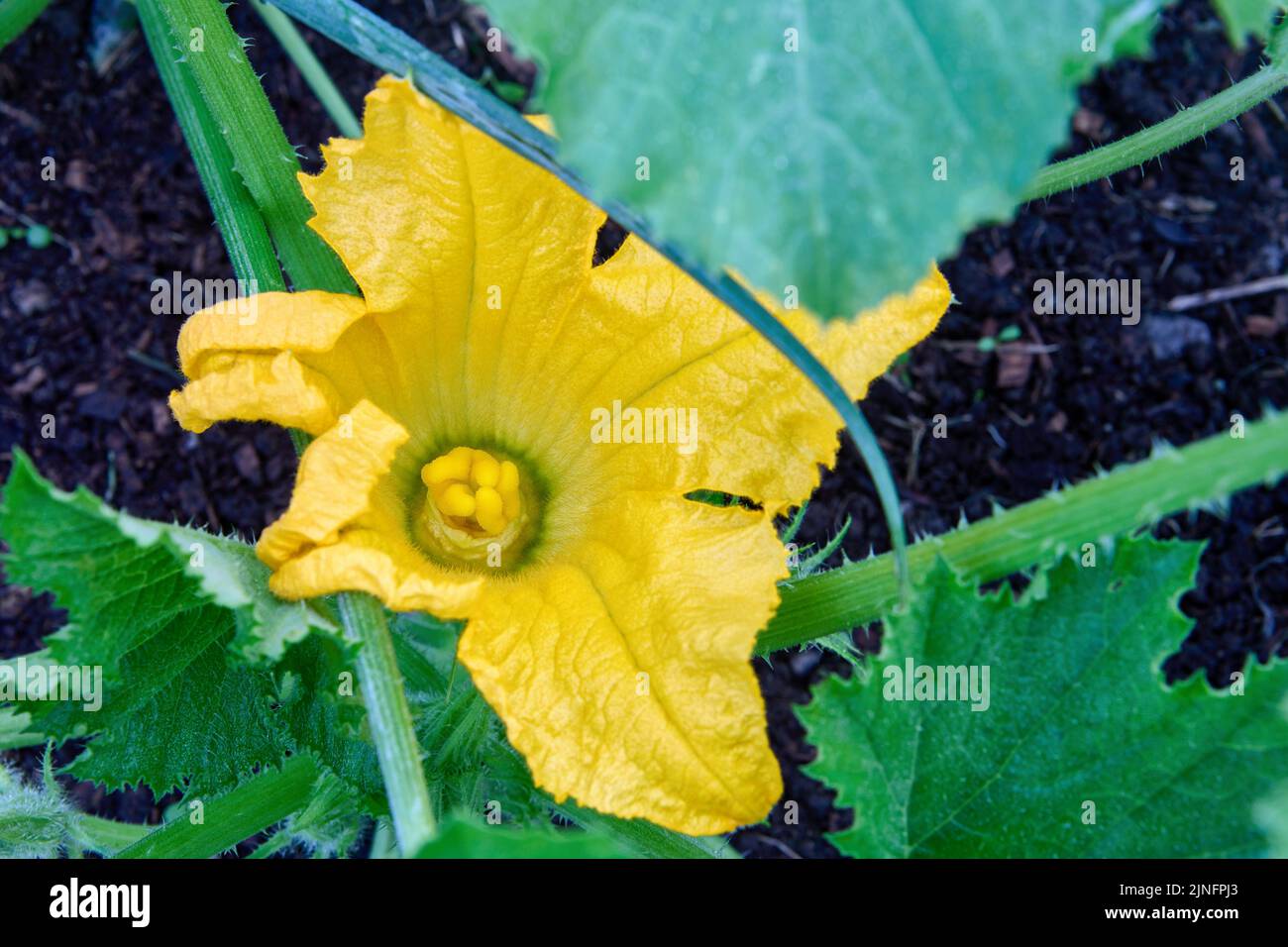 Flor amarilla de calabacín floreciente que crece sobre el parche vegetal en el huerto de los jardineros. Foto de stock