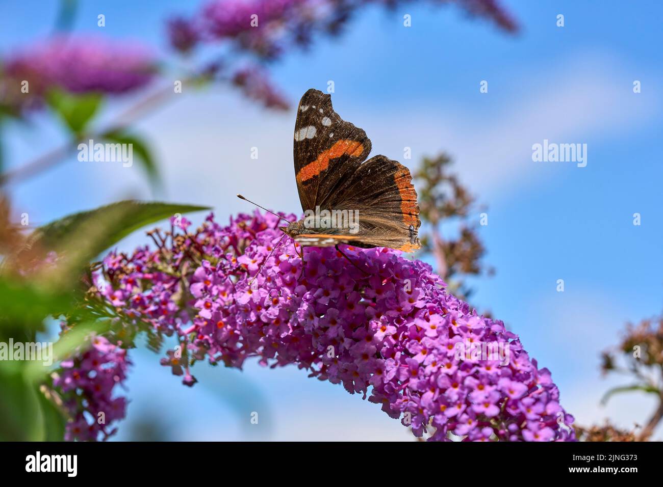 Dulce mariposa fotografías e imágenes de alta resolución - Alamy