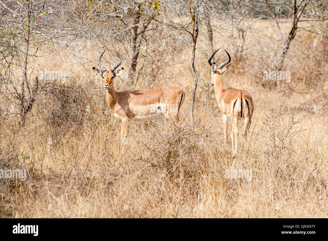 Dos impalas en su hábitat silvestre, Sudáfrica, observación de vida silvestre Foto de stock