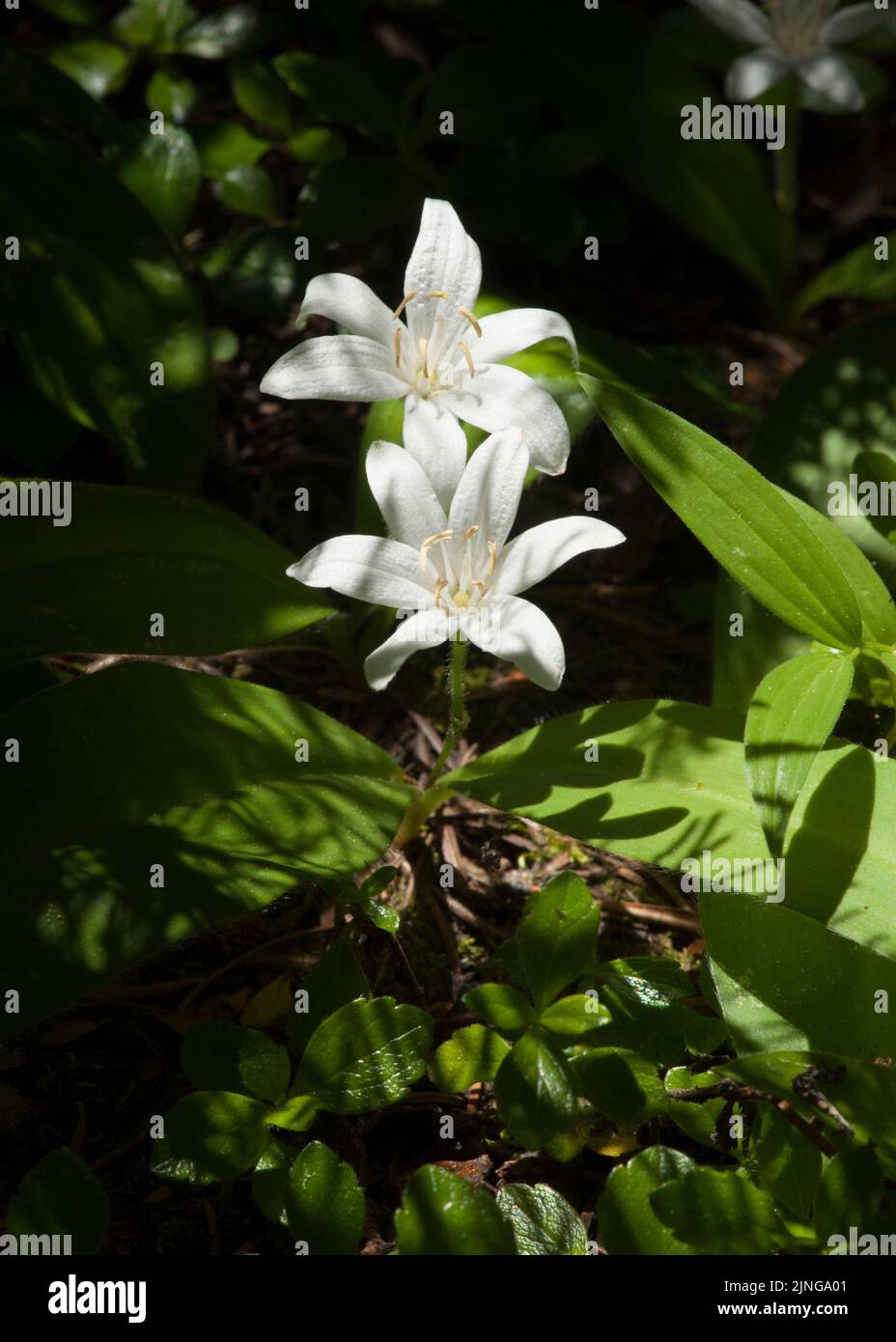 Reina-taza (Clintonia uniflora) también conocida como lirio de cuentas o bonete de novia, que se encuentra en el Bosque Nacional Deschutes, Oregón Foto de stock