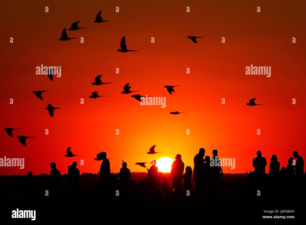 Una multitud de personas ven la puesta de sol desde una colina en Ealing, al oeste de Londres. La Oficina del MET ha emitido una advertencia ámbar sobre las condiciones de calor extremo que cubre cuatro días, de jueves a domingo, en algunas partes de Inglaterra y Gales a medida que se avecina una nueva ola de calor. Fecha de la foto: Jueves 11 de agosto de 2022. Foto de stock