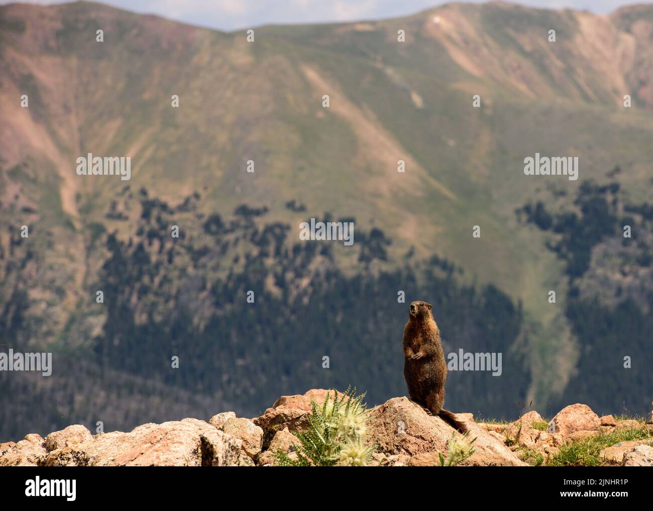 Marmot en el reloj Foto de stock