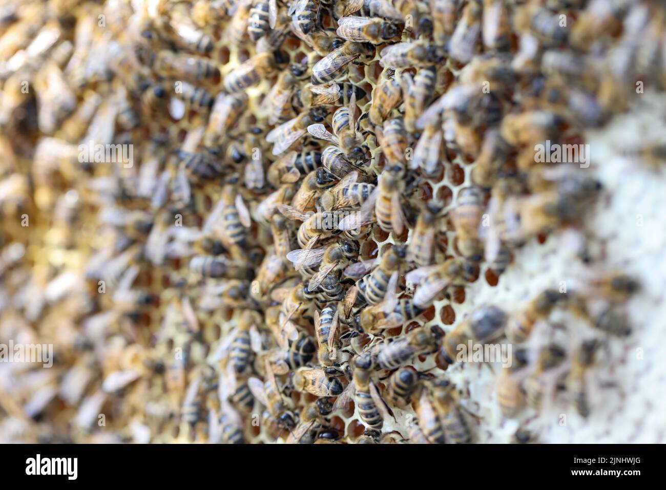 Marco de panal con familia de abejas, enjambre de abejas recolectando néctar Foto de stock