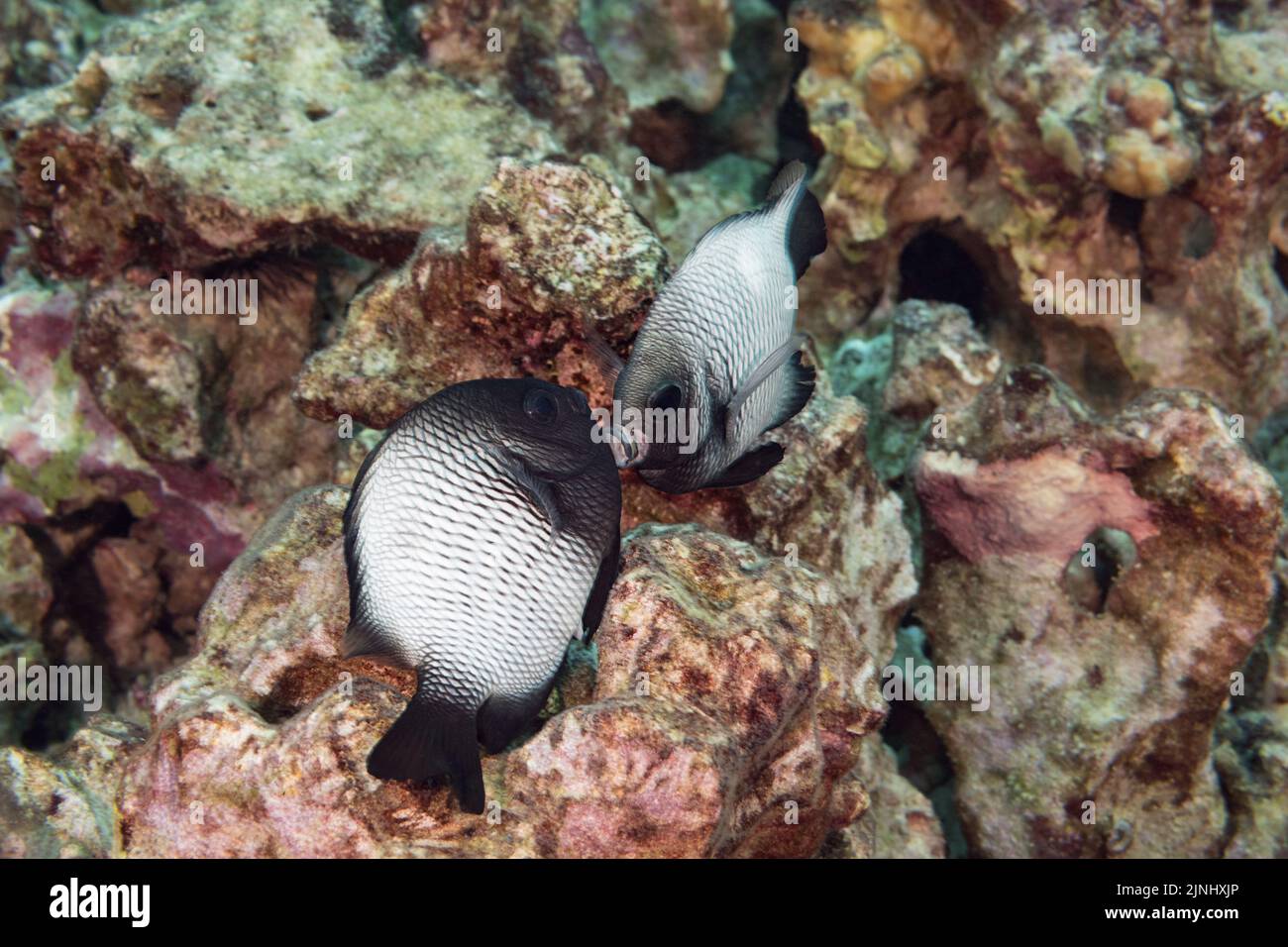 Dascyllus hawaiano endémico, damisela hawaiana del threespot, o damostius hawaiano del dominó, Dascyllus albisella, desovando; hembra de los besos masculinos, Kona, Hawái Foto de stock