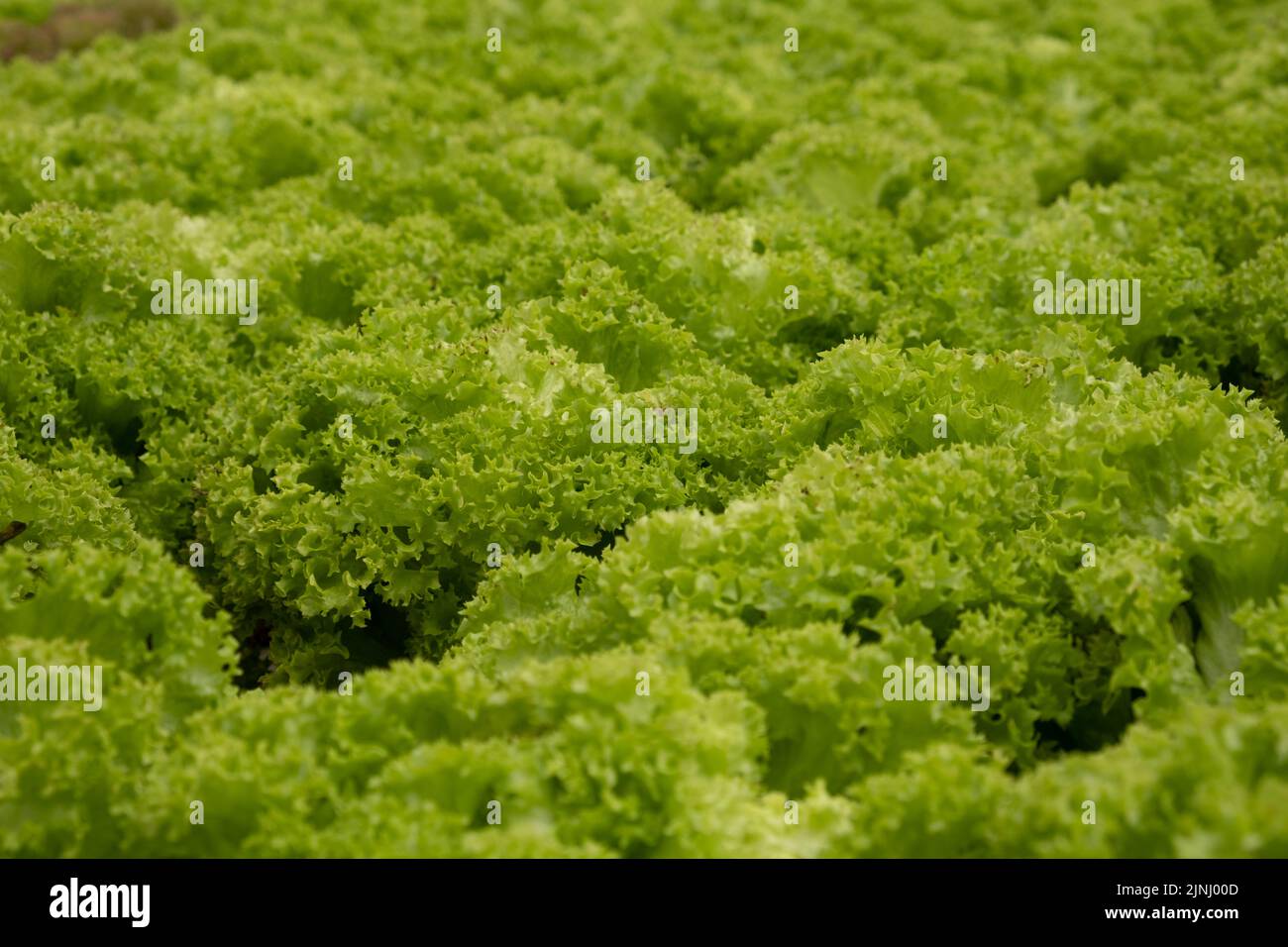 Verduras de ensalada verde creciendo en parcela en planta de ensalada en casa verde. Foto de stock
